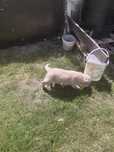 Golden retriever szczeniak