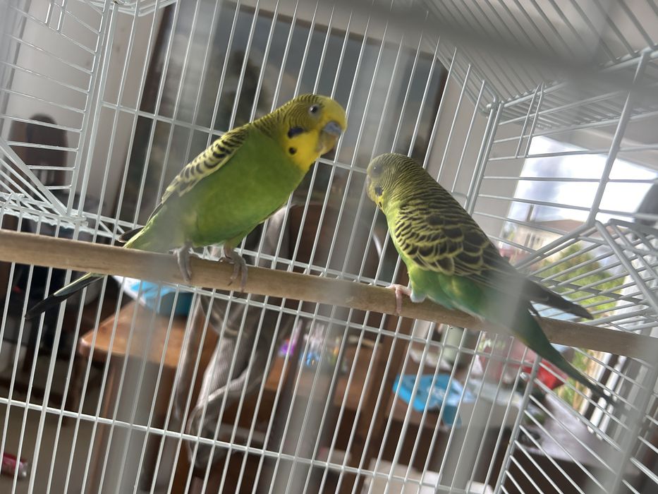 Casal de dois periquitos