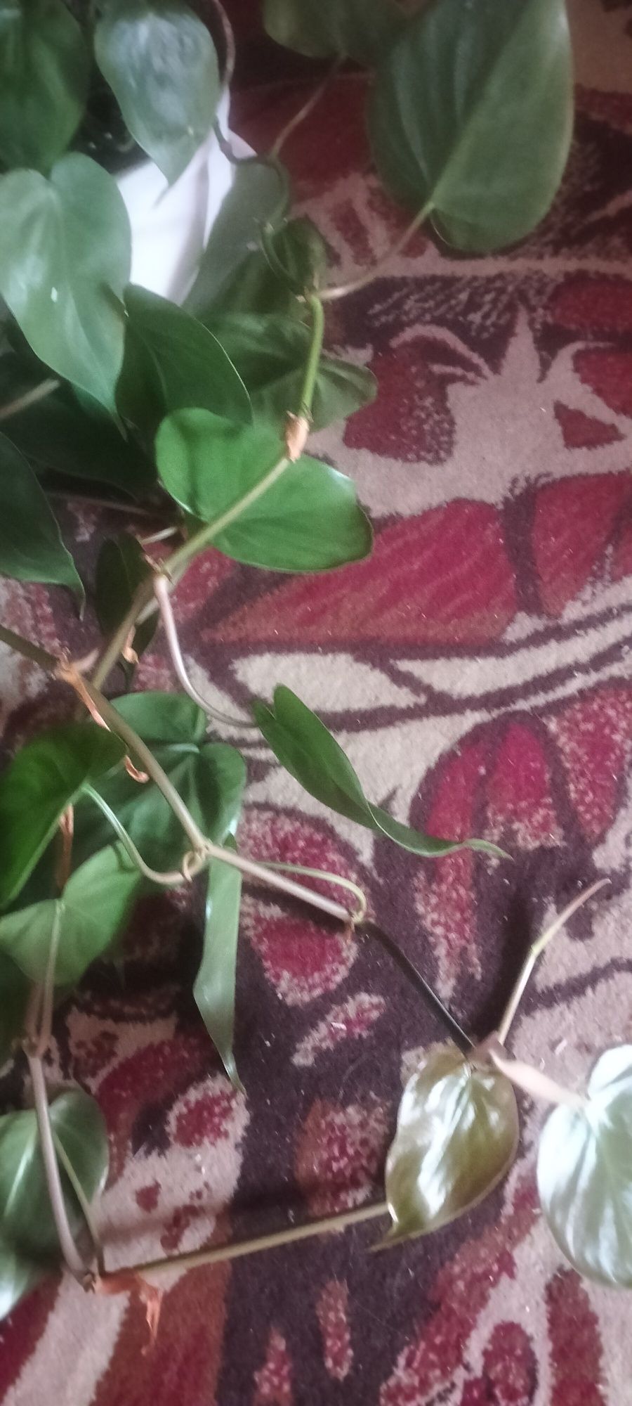 Sprzedam Philodendron piękny pnący cena.