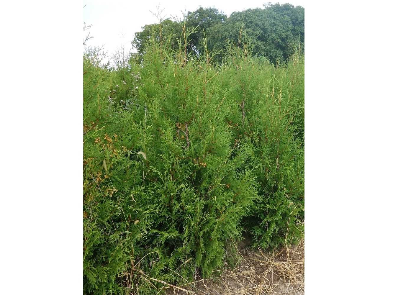 Thuja Brabant 100,120,140,150 cm! Sadzenie! Transport! Tuje! Tuja!