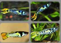Peixes Guppys Endler Japan Blue e Tiger