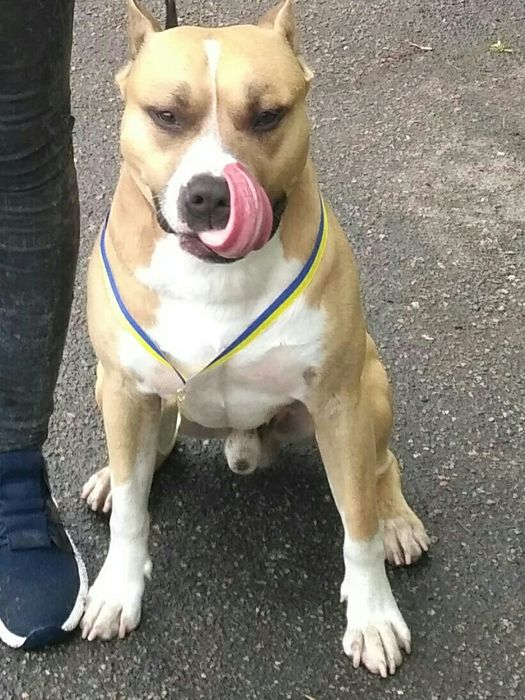 Ам.стаффордширский терьер