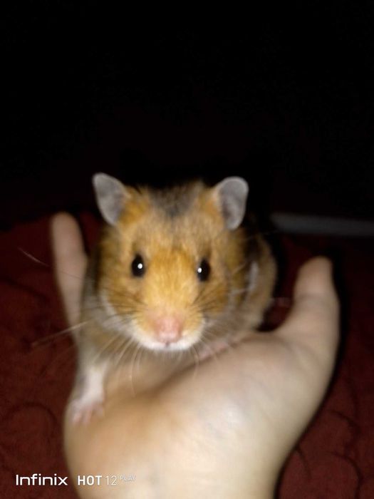 Королевский красивенный хомяк