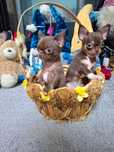Miniaturowa czekoladowa mini xxxs dziewczynka chihuahua Tiffany!