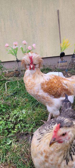 Kogutki  na sprzedaż