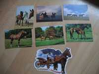 Kartki pocztowe Konie Pocztówki Koń