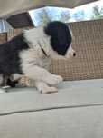 Border Collie piesek czarno-biały