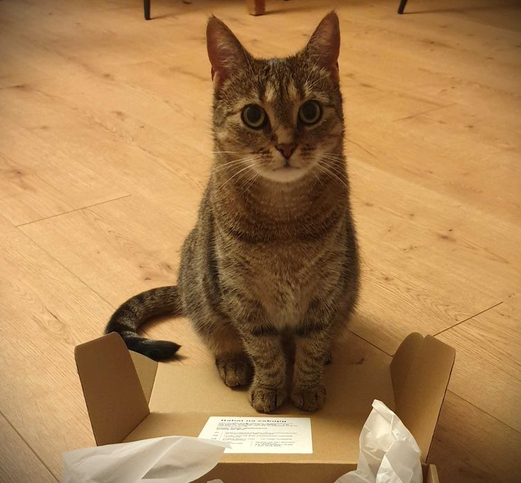 Koko szuka kochającego domku! Stowarzyszenie Częstochowa DLA ZWIERZĄT