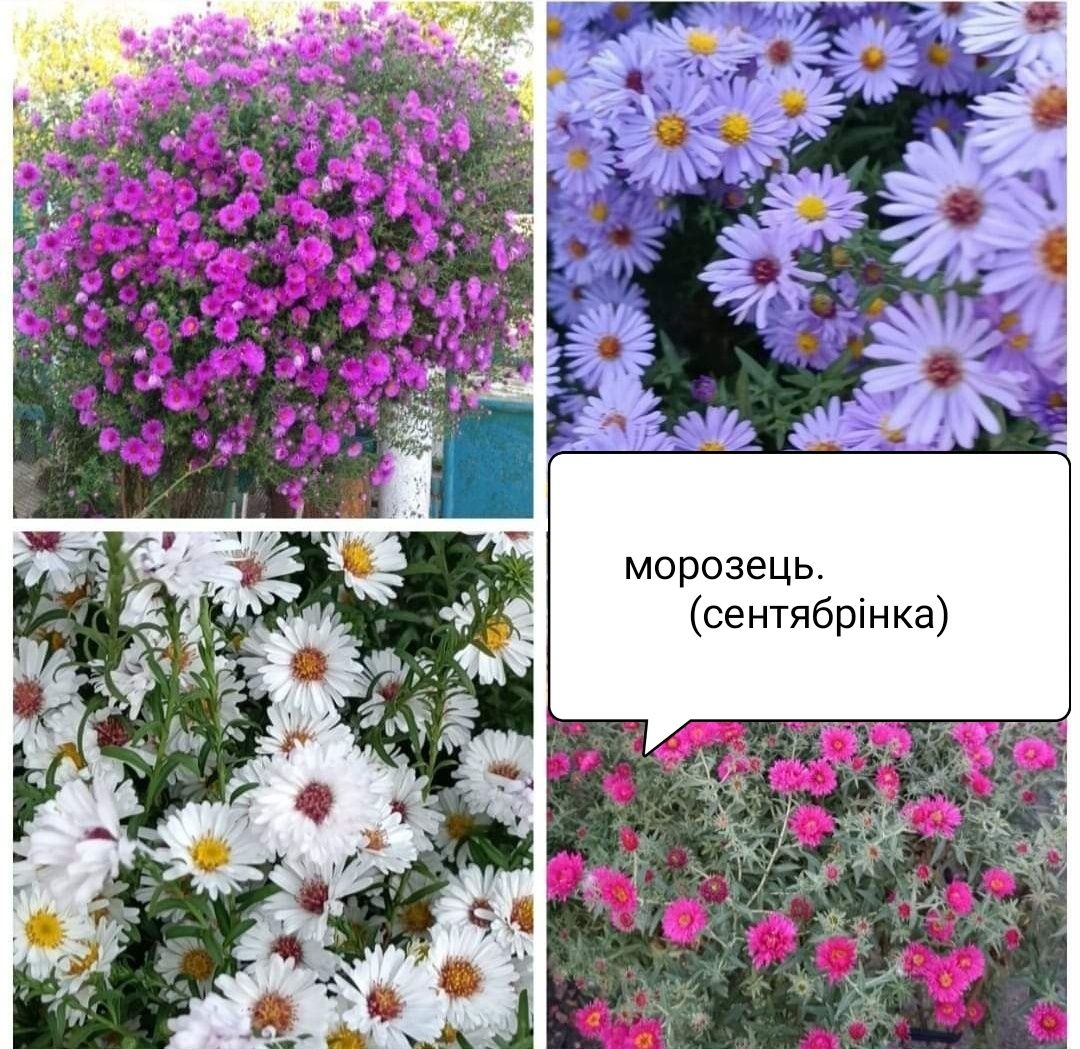 Продам квіти багаторічні