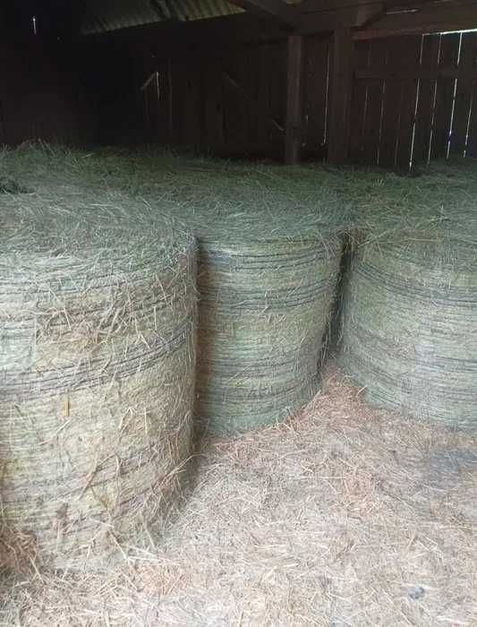 Tegoroczne suche zielone siano – belki 120×120 cm