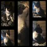 Koteczka do adopcji