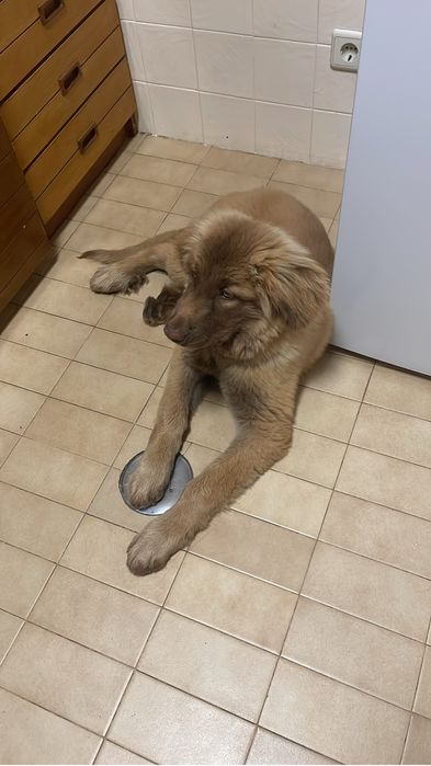 Caõ para adoçao porto