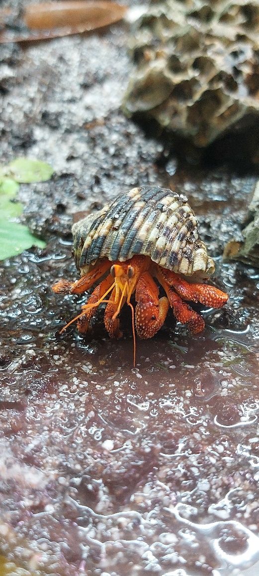 Krab Pustelnik Red sp. MASSON