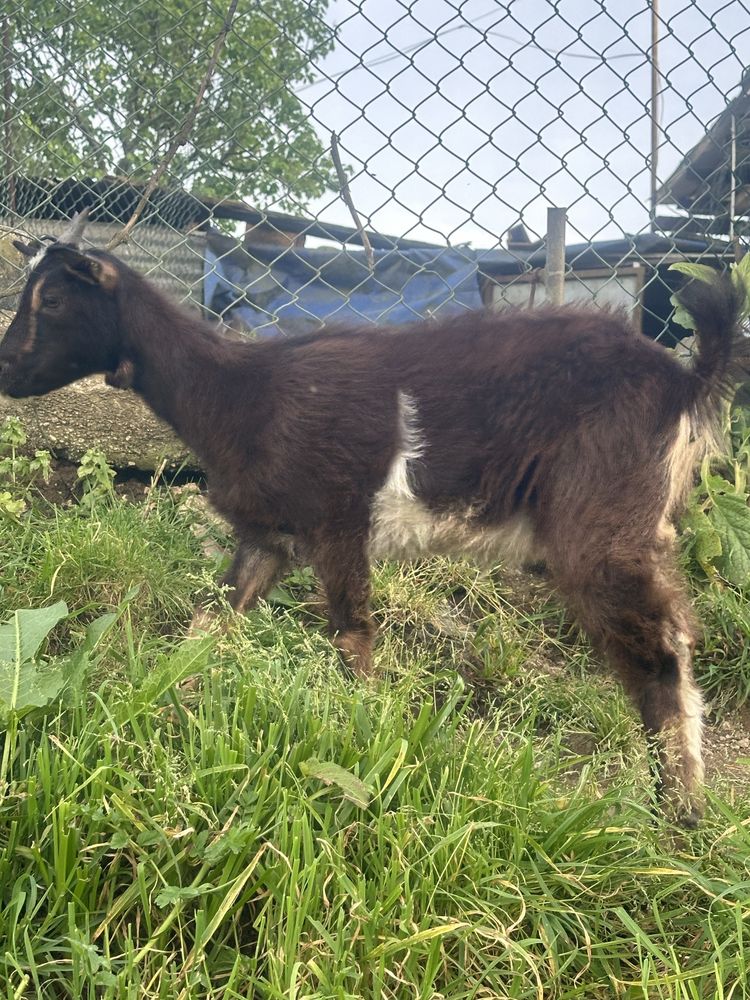 Cabrinha com pouco mais de 5 meses