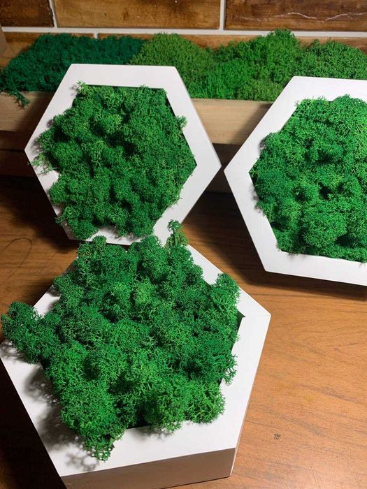 Мох у сотах, соти з мохом,декор з моху, стабілізований мох