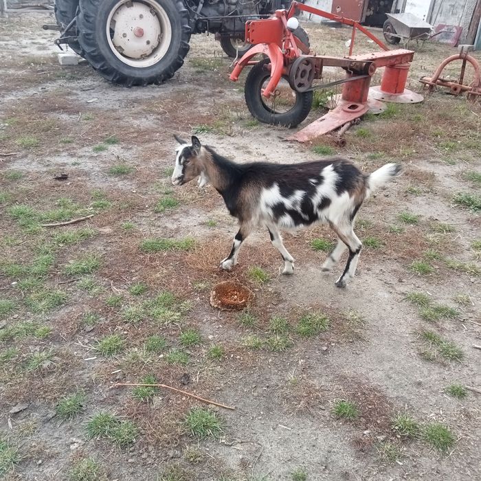 Młodą koza sprzedam