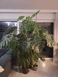 Monstera 220 cm 8letnia