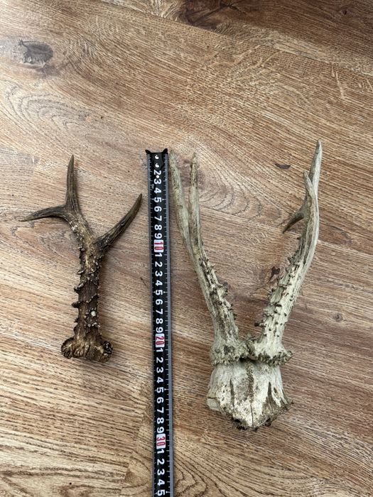 Poroże jelenia rogi