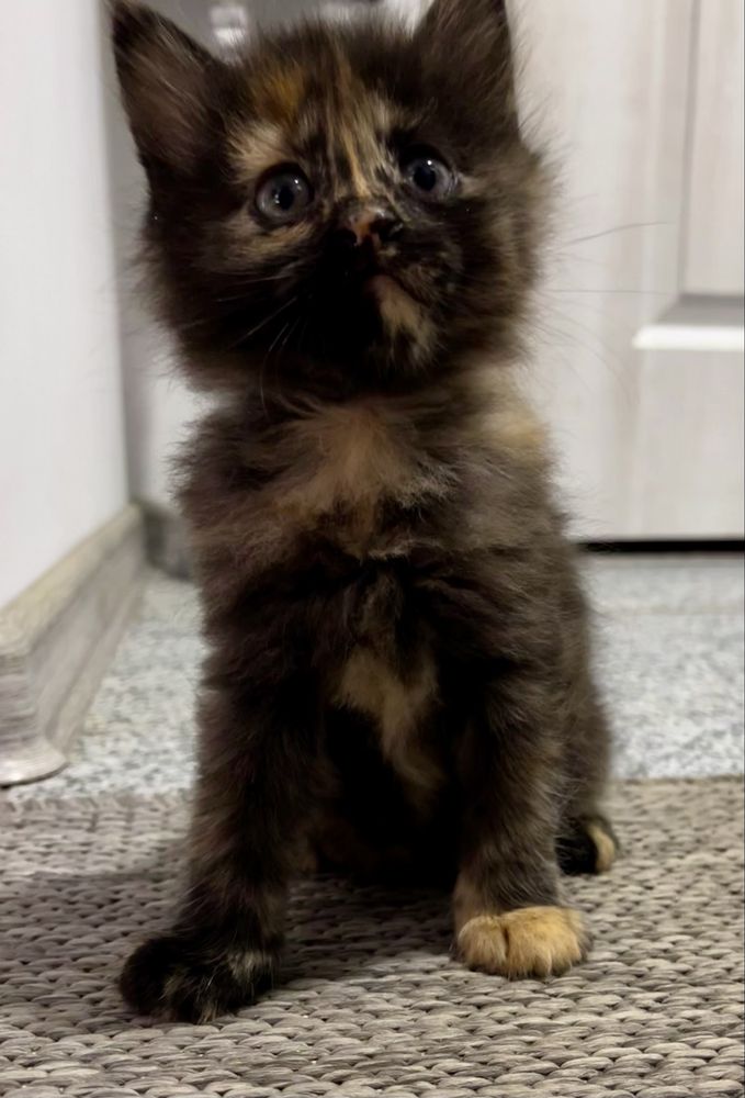 Отдаем котят в добрые руки!