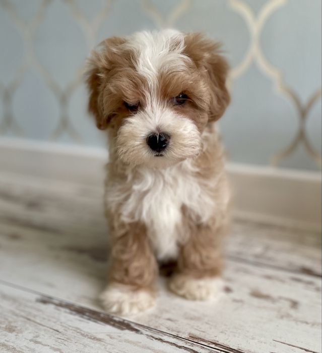 Maltipoo sunia F1