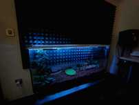 Terrarium em vidro Cobra