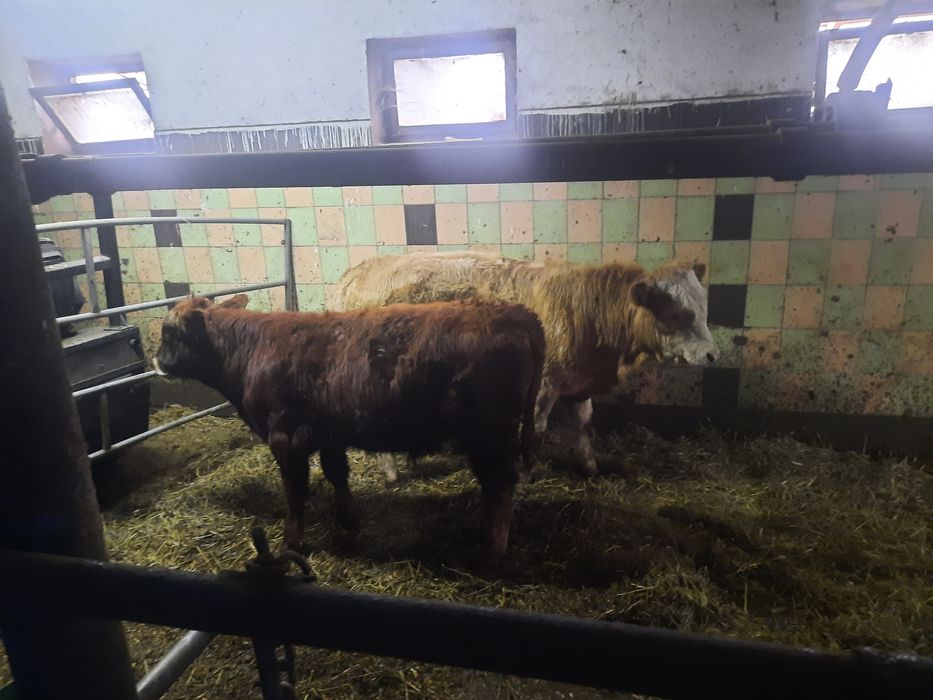 Odsadki byczki mięsne