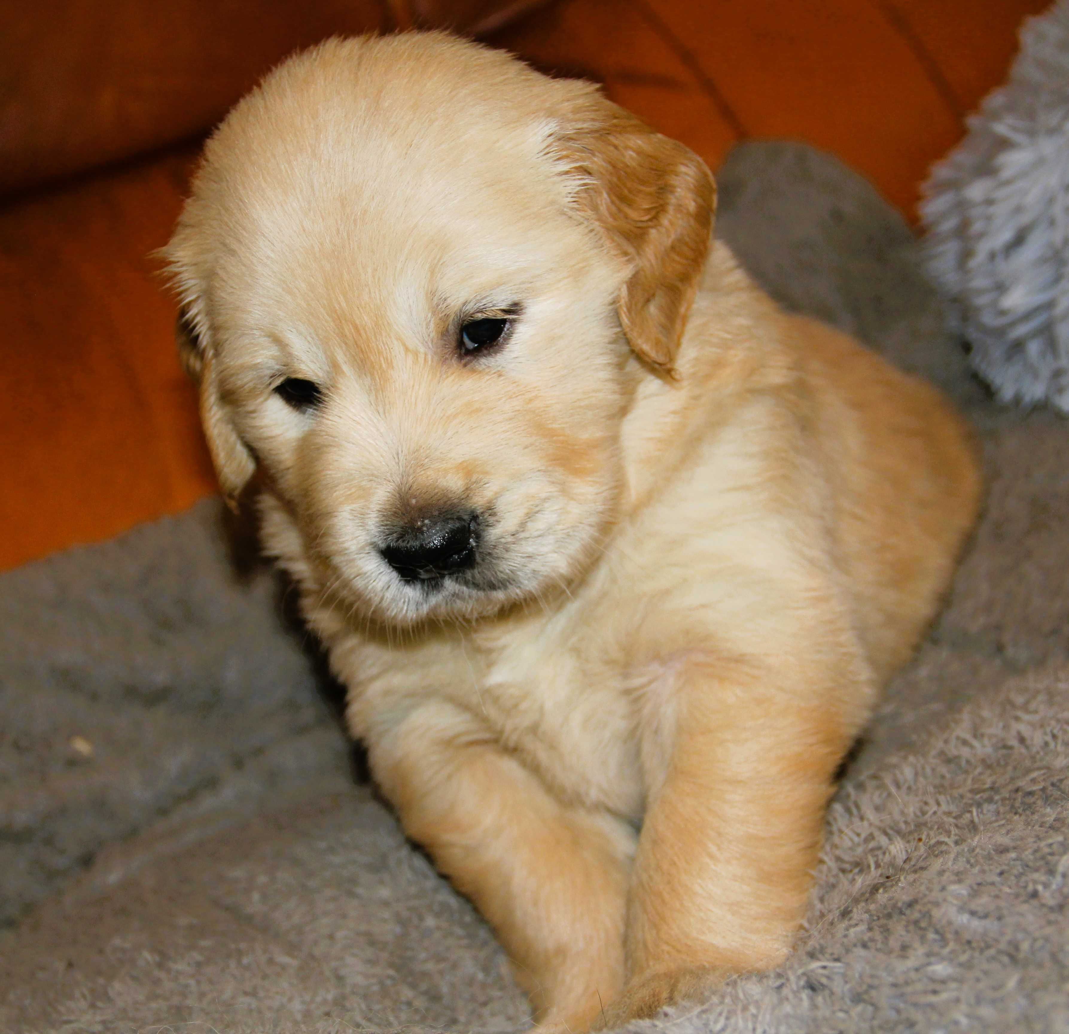 Golden Retriever