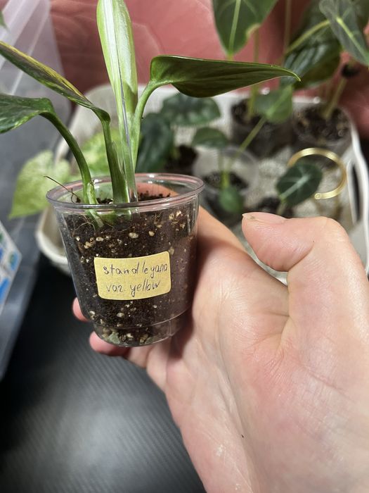 монстера standleyana yellow variegated
