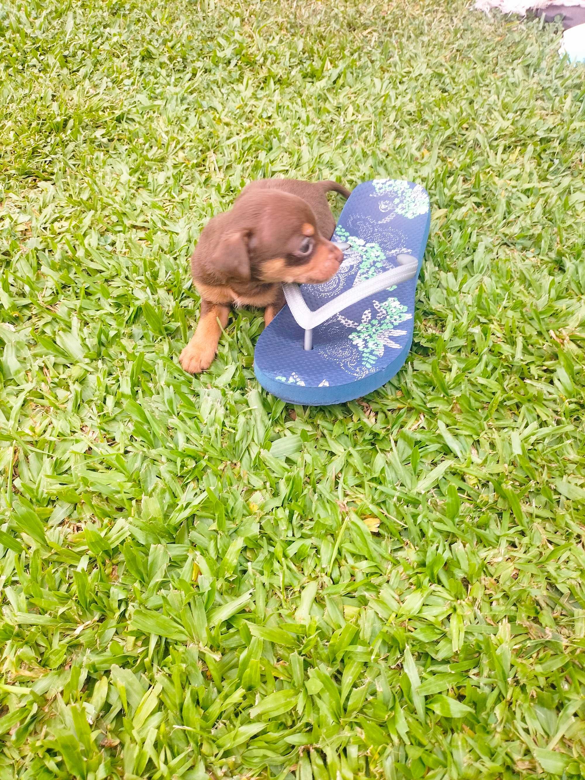 Pinscher mini macho