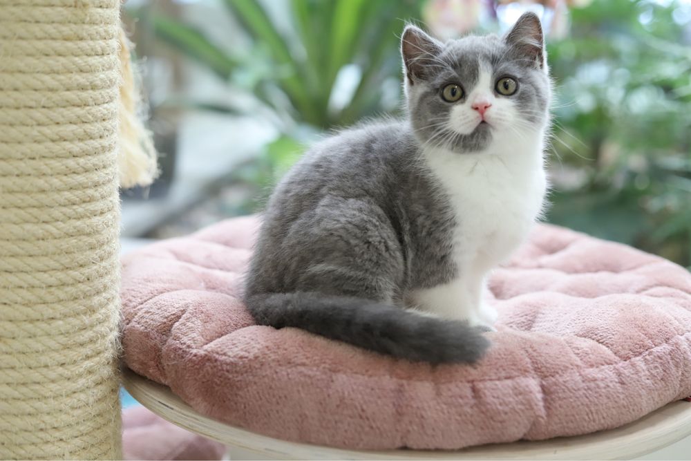 Macho British Shorthair  com LOP