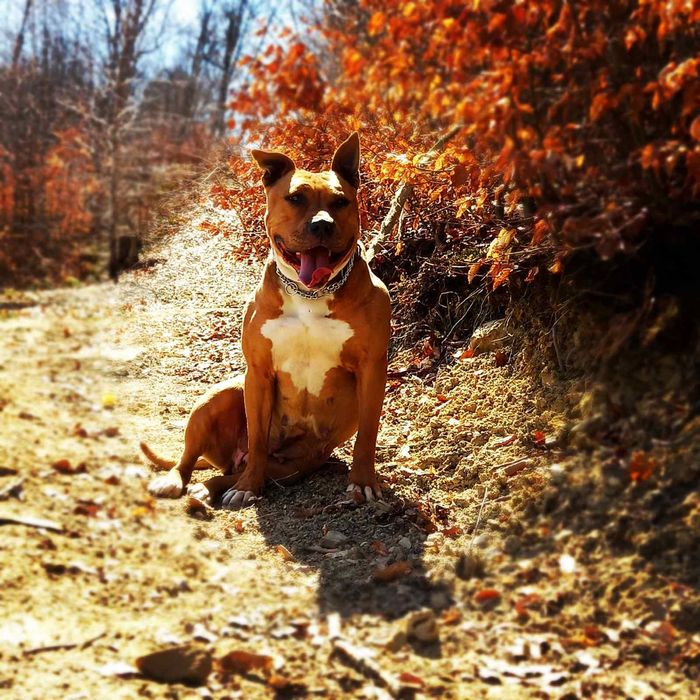 Амстаф 3.5 років