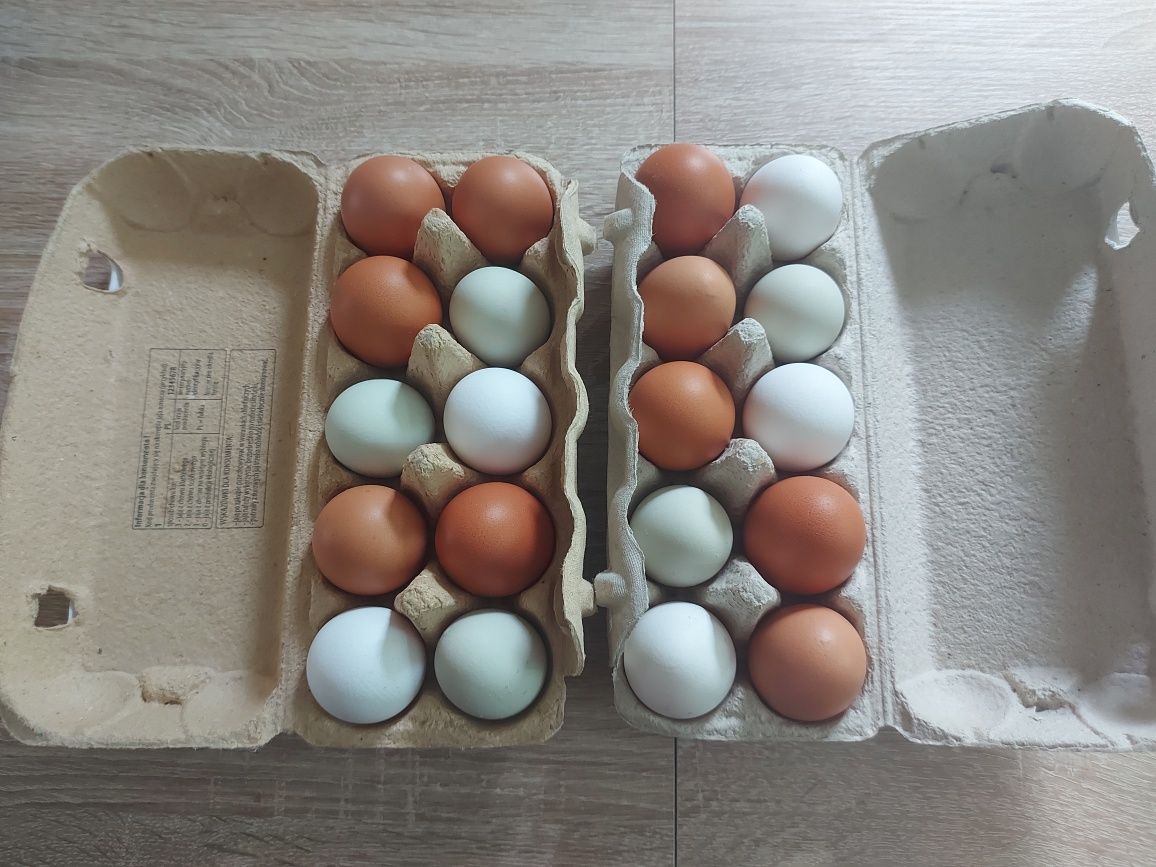 Jaja lęgowe mix kolorowe na kurczęta, do inkubatora, pod kwokę