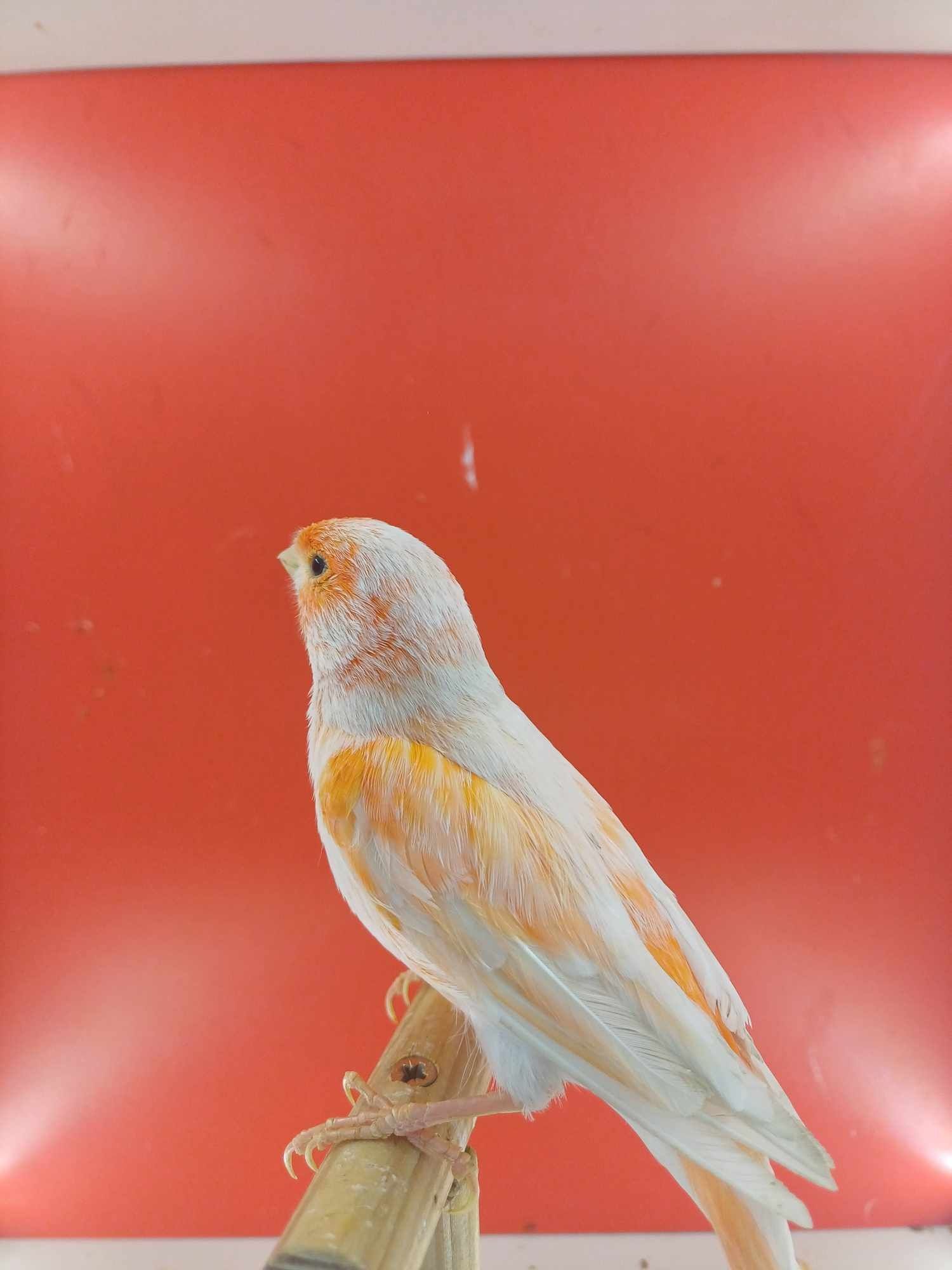 Kanarki ptaki samczyk