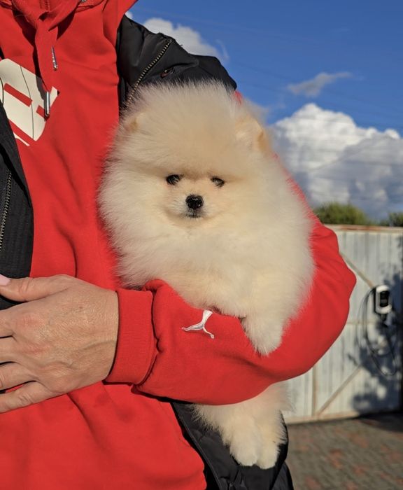 Плюшеві ведмедики.