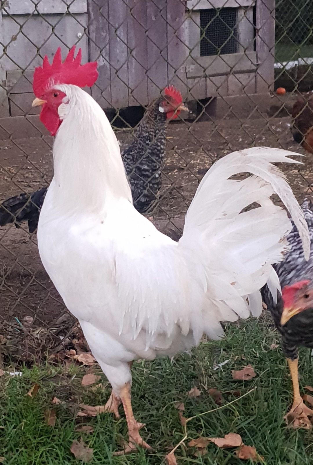 Jaja lęgowe zielononóżka włoszka leghorn