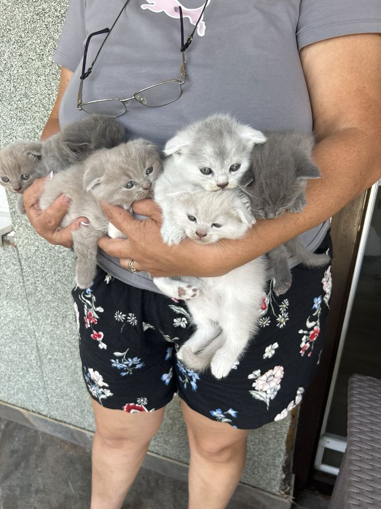 Котики      Британці