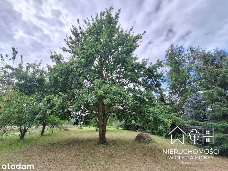 Działka z klimatem leśnym i dębem marzeń – Brwilno, gm. Stara Biała