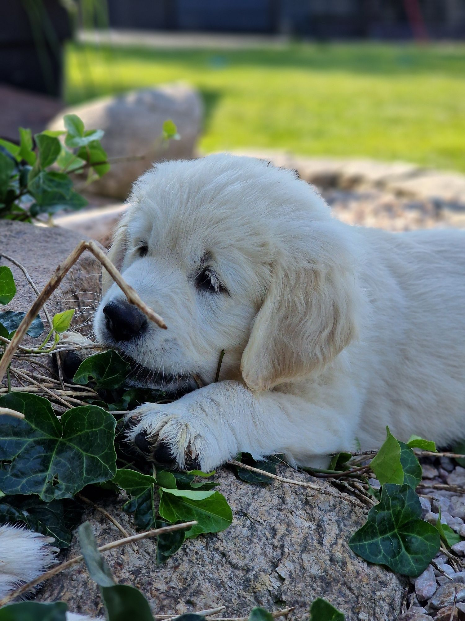 Golden retriever szczeniak zkwp fci śląskie