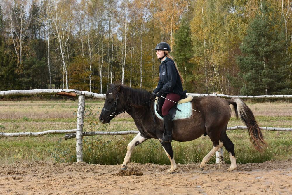 Ogier huculski 4 lata