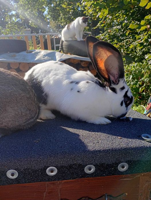 Króliki samice i samce