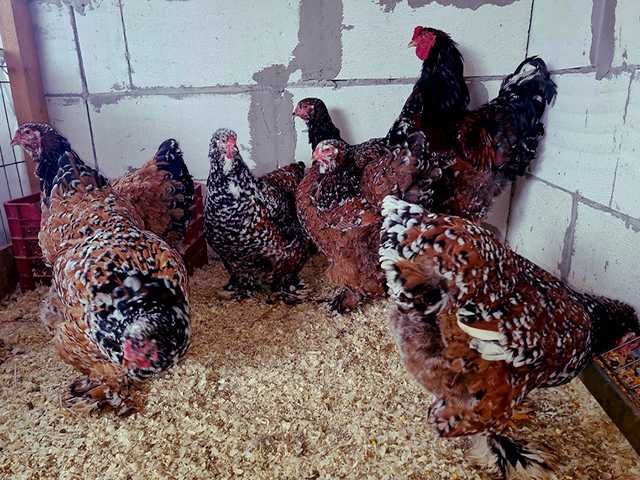 Інкубаційне яйце.(Курчата) Брама - фарфорова, біле золото, золото.