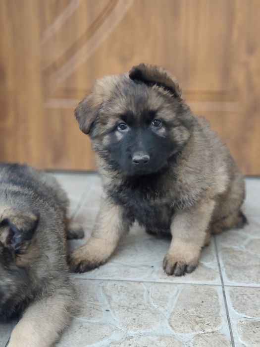 Owczarek niemiecki długowłosy piesek