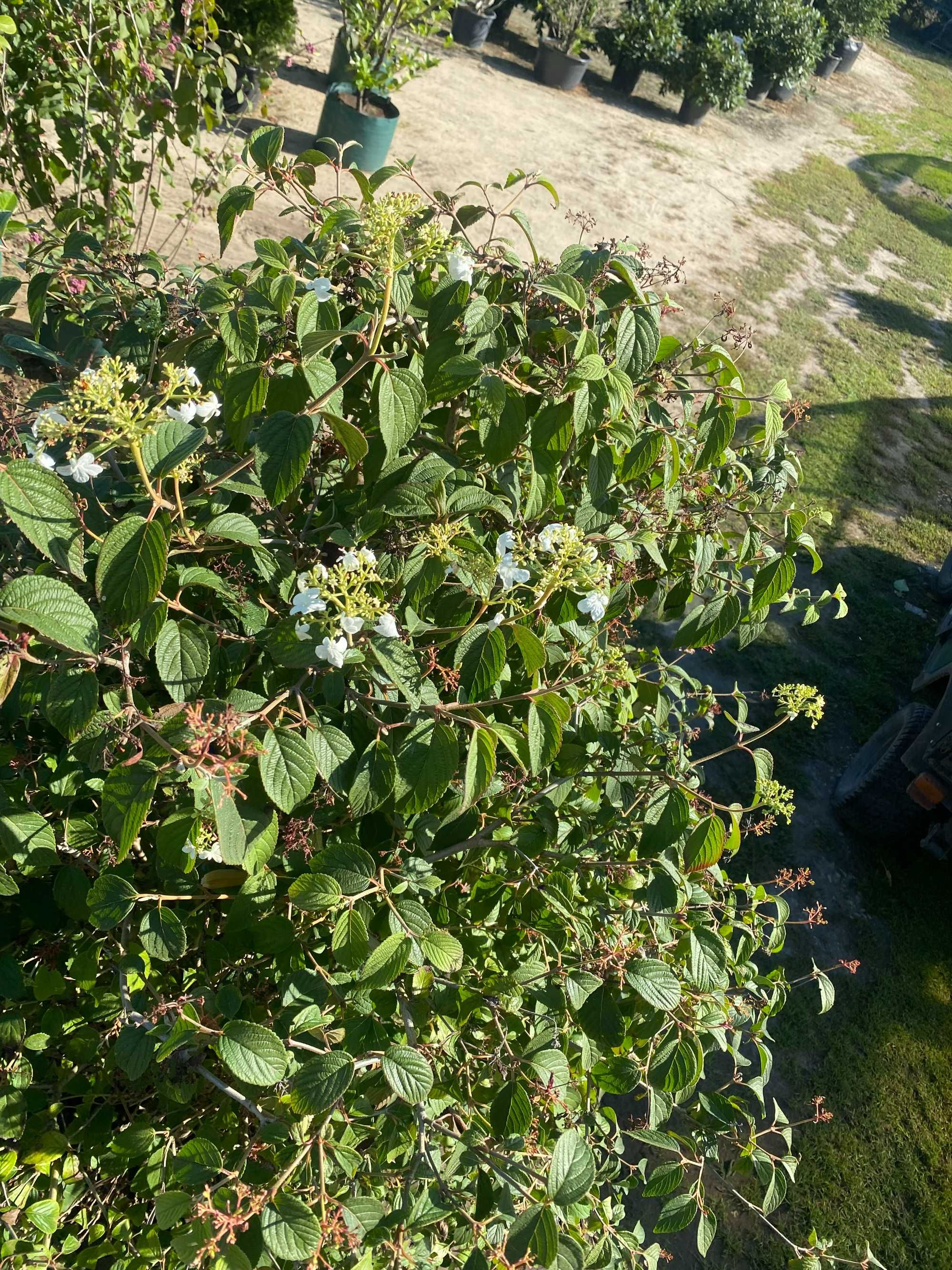 Kalina japońska SUMMER SNOWFLAKE