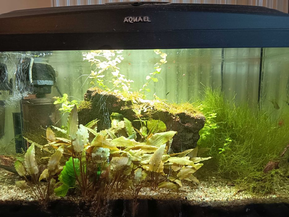 Sprzedam akwarium z wyposażeniem i rybkami. Gratis pokarm 100 gram