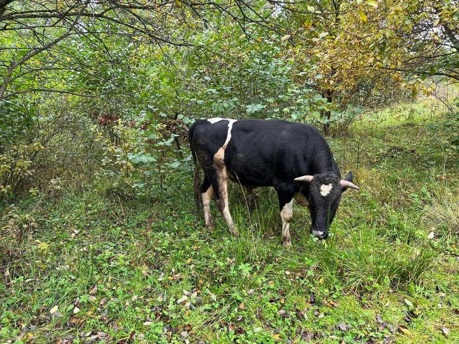 Продається молодий бик