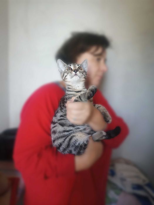 Смугаста красуня, активна, з характером