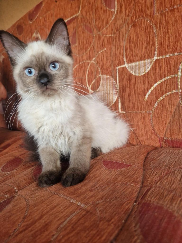 Ragdoll rag kocurek