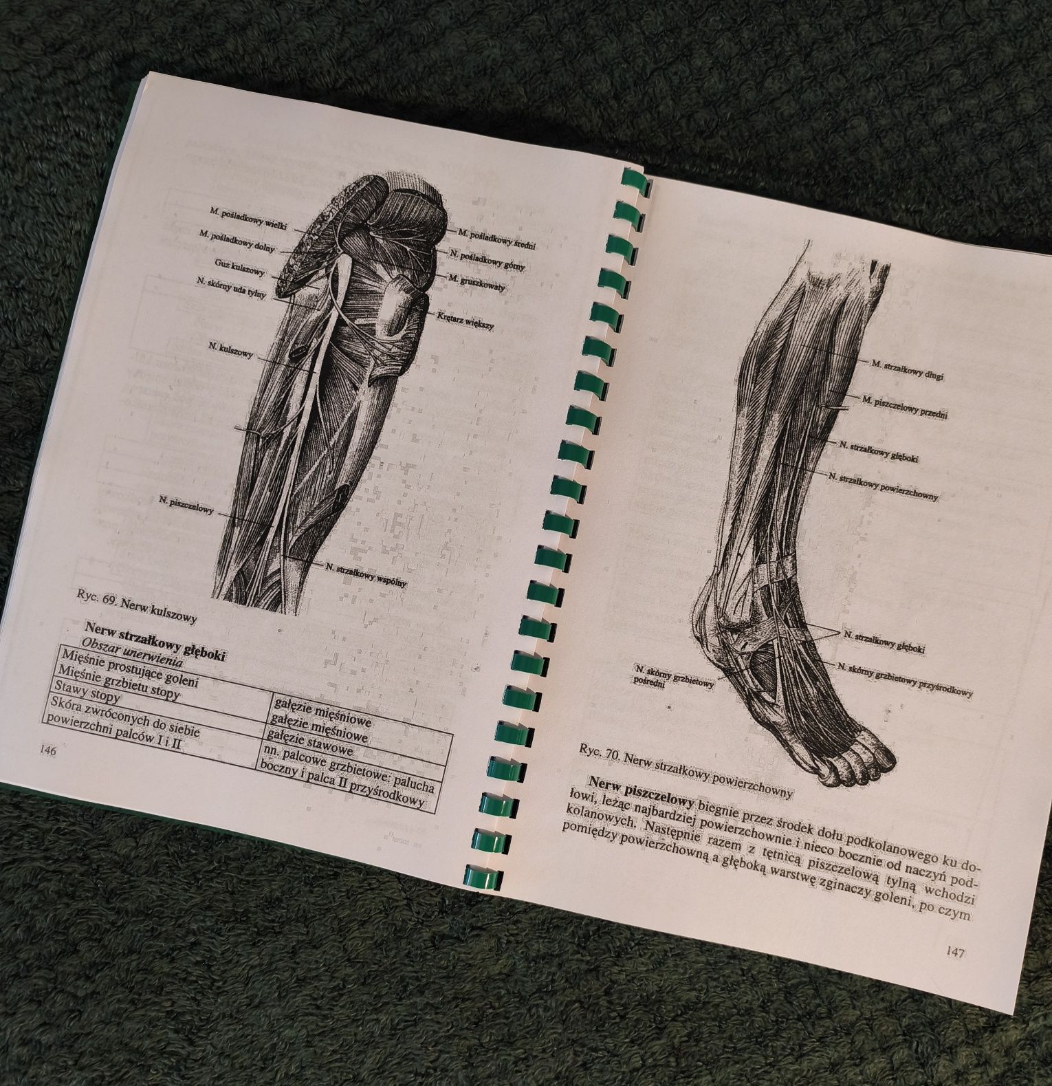 Skrypt z anatomii układ nerwowy