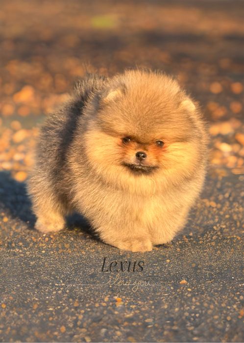 Szpic miniaturowy/pomeranian