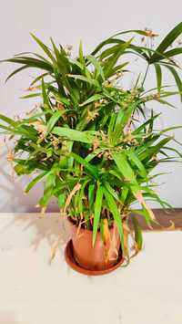 Cyperus diffusus (Циперус розлогий)